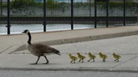Militant approach needed to control Windsor's Canada goose population, says expert