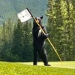 'Bear birdie': Golfers tee off with wildlife in Kananaskis