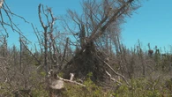 Fallen trees from past storm heighten wildfire unease in Cape Breton
