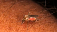 Virus detected in invasive mosquitoes found in B.C.'s Sea-to-Sky region