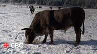 Meet Potlicker: a 1,700-pound rodeo star defying riders across B.C.