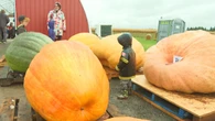 Annual pumpkin weigh-off in P.E.I. to include even more garden giants this year