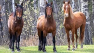 Are there too many wild horses in Alberta? It depends who you ask