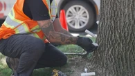 Invasive beetle on a rampage through ash trees in Fredericton