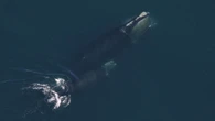 North Atlantic right whale population grew slightly in 2024