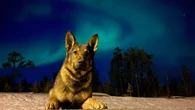 'We ask a lot from them': Charity fundraiser to help retired police dogs