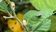 This invasive fly could help Kamloops, B.C., fight the invasive Japanese beetle