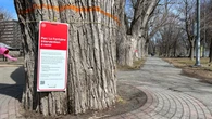 Montreal readies to cut massive trees in La Fontaine Park to protect public
