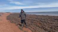 'It's a mess': Tignish Shore residents upset over sludge dumped on local beach