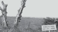 Danger Tree is ‘the whole story of World War One,’ says N.L. historian
