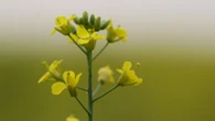 Investing in biofuel could help Canadian canola producers struggling with tariffs