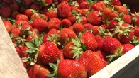 This year's P.E.I. strawberry crop is looking good, but expect to pay a bit more at the farm