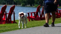 Welcome to the dog days of fall, as high temperatures shatter records