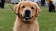 150 dogs are competing for Best in Show in Thunder Bay this weekend, including this very good boy