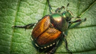 Will treating soil protect against Japanese beetles? Experts say it will take time to find out
