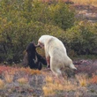 Man recounts seeing polar bear and black bear fight in Labrador | Hanomansing Tonight