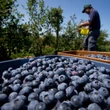 Who controls the food supply? Proposed changes to seed reuse reopens debate