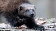 Alberta's new wolverine trapping rules lead to divide between trappers and researchers