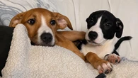 As wildfires rage, Waterloo region is welcoming an influx of pets evacuated from northern Ontario