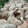 These wool producers are aiming to revitalize the natural fibre’s value in Europe
