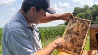 Looming tariffs a sticky situation for Canadian honey producers