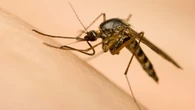 Mosquitos in Toronto test positive for West Nile virus, but city says risk of infection is low