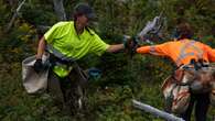 This national park planted over 400,000 trees to combat damage done by hungry moose