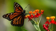 Butterfly sightings in Metro Vancouver plummet