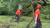 Thuderstorms take out trees, power in Outaouais, eastern Ontario