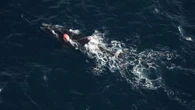 Entangled right whale seen off P.E.I. coast is likely in poor health, says rescue group