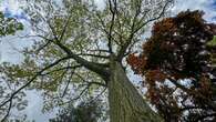 Here's why you shouldn't prune oak trees this spring