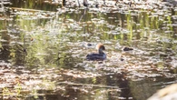 Residents push for conservation of north Nanaimo wetland