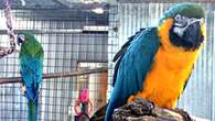 Merlin the macaw spreading his wings at new home in Ontario