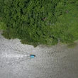 Satellite images show mangrove forests are now expanding after decades of decline