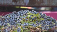 Shriveled berries, smaller yield: P.E.I.'s wild blueberry harvest takes a hit from lack of rainfall