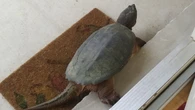 Snapping turtles show up at London man's home for yearly ride to Thames River