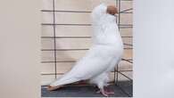 Meet Canada's fanciest pigeon that's preening to keep championship title