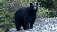 Bear kicked out of den at popular Banff ski resort 'to ensure public safety'