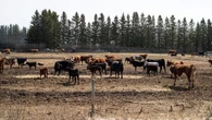 Canadian ranchers want U.K. trade deal terminated