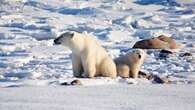 Report predicts Hudson Bay polar bears could disappear in a few decades