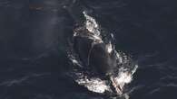 Three North Atlantic right whales spotted entangled this month in U.S. waters