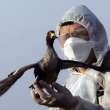 Bird flu is hitting the U.S. hard. Now, migratory birds are flying north