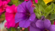 Gardening tips from a northern Ontario greenhouse marking 40 years of growth