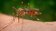 Ottawa resident who died last month had rare mosquito-borne virus