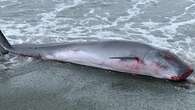 A rare pygmy sperm whale washes up on Newfoundland's shore and leaves its inky mark