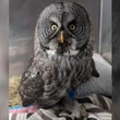 N.B. Museum set to add 1st rare owl specimen found in the province in over 100 years