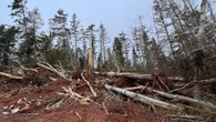 3 years after post-tropical storm Fiona, some woodlot owners on P.E.I. still face cleanup