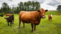 Cattle numbers are up after 4 years of drought, creating optimism for Alberta's ranchers