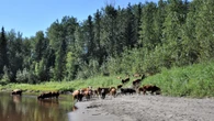 2 northern Alberta municipalities declare agricultural disasters due to dry conditions