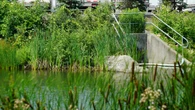 'Odorous milky white substance' in a Cambridge stormwater pond prompts investigation by region, province